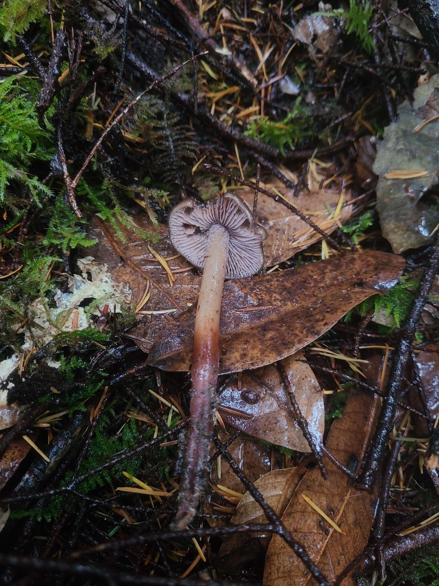 Image of Phaeocollybia fallax A. H. Sm. 1957