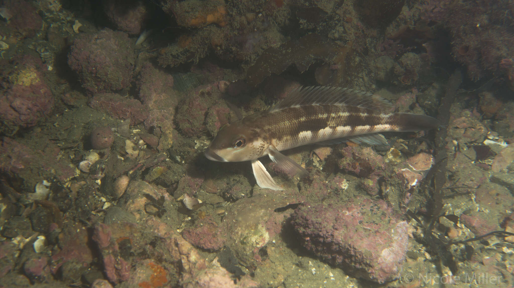 Image of Blue Cod