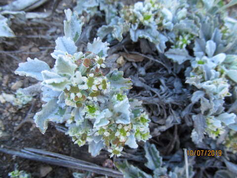 Imagem de Centella capensis (L.) Domin