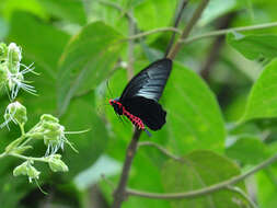 Image of Atrophaneura varuna (White 1842)