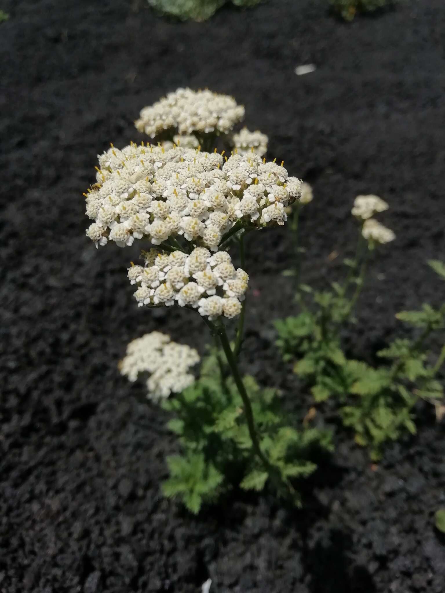 صورة Achillea ligustica All.