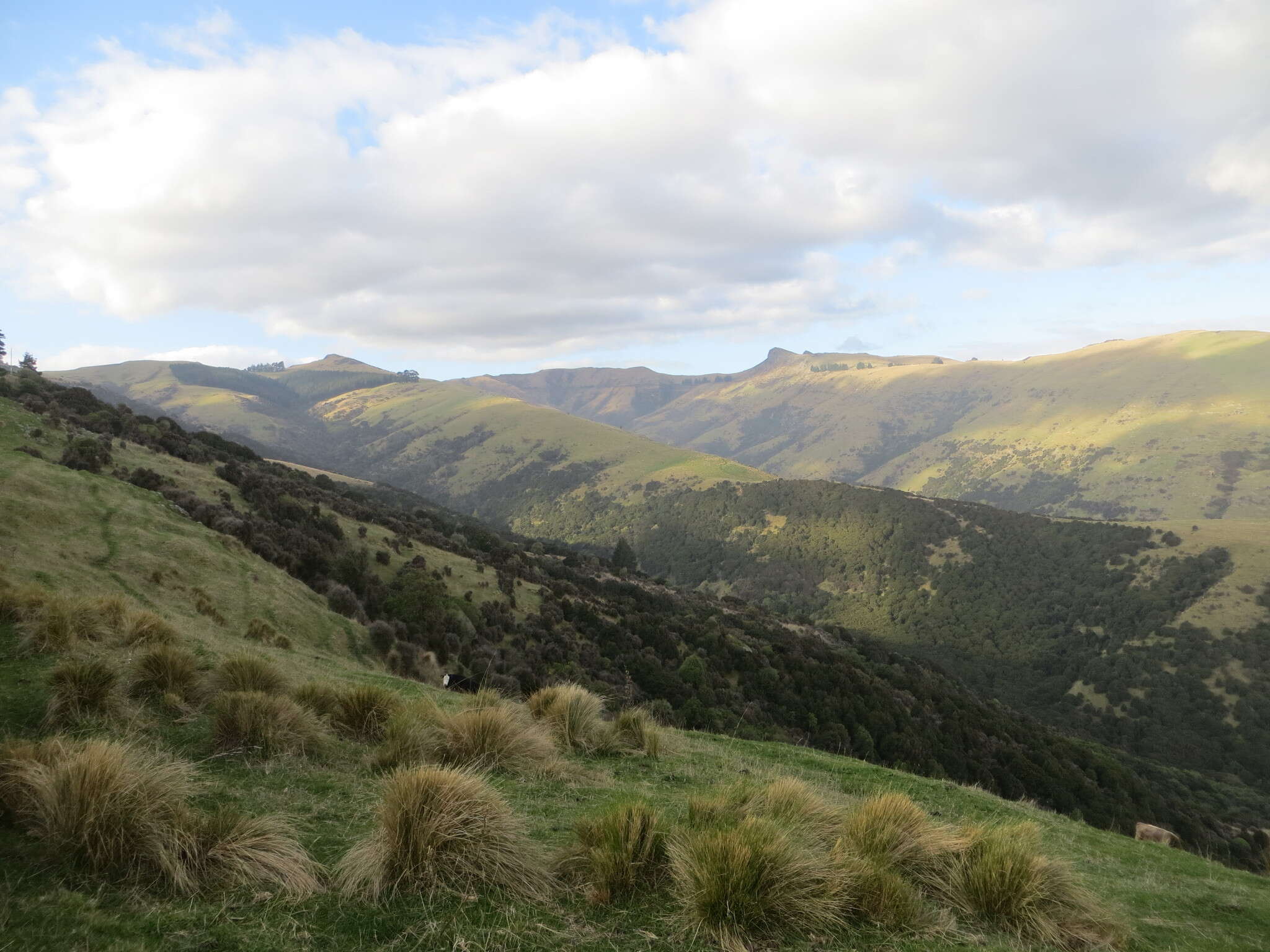 Image of silver tussock