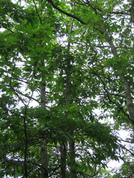 Image of <i>Castanea dentata</i> (Marshall) Borkh.