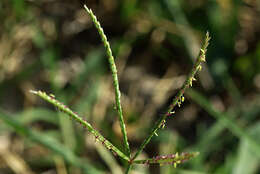 Image of Bermudagrass