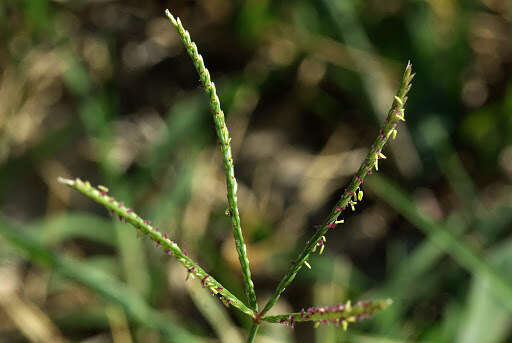 Image of Bermudagrass