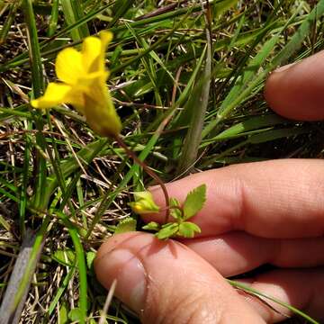 Image of Mecardonia procumbens var. tenella (Cham. & Schltdl.) V. C. Souza