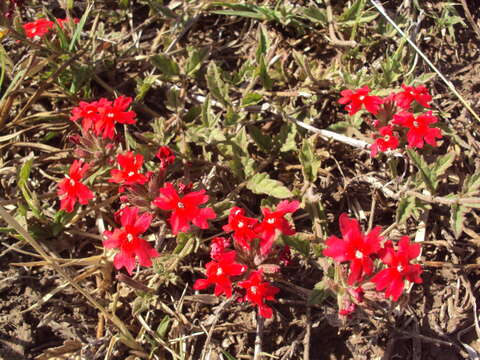 Image de Glandularia peruviana (L.) Small