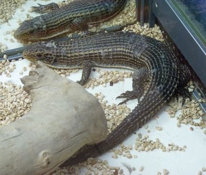 Image of Rough-scaled plated lizard