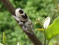 Image of Phidippus pacosauritus