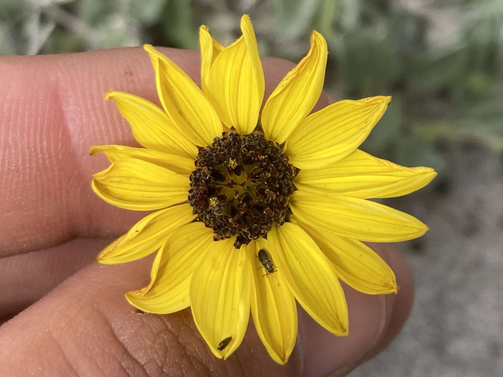 Слика од Helianthus niveus subsp. niveus