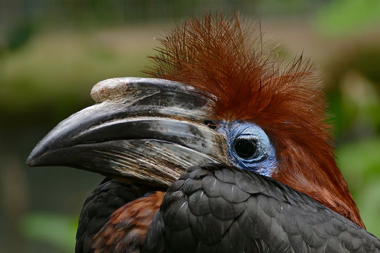 Image of Black-casqued Hornbill