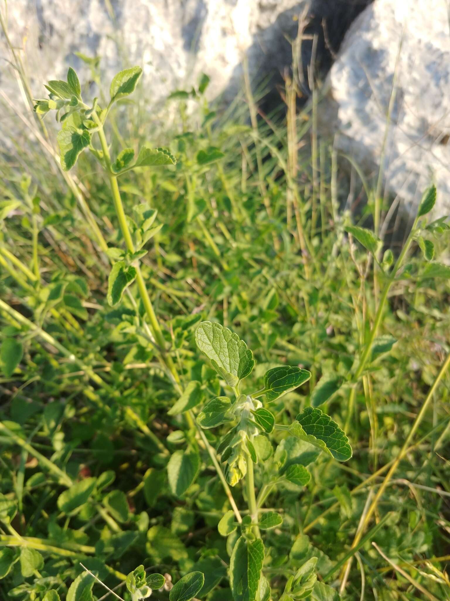 Image de Scutellaria brevibracteata Stapf