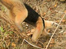 Image of Northern Tamandua