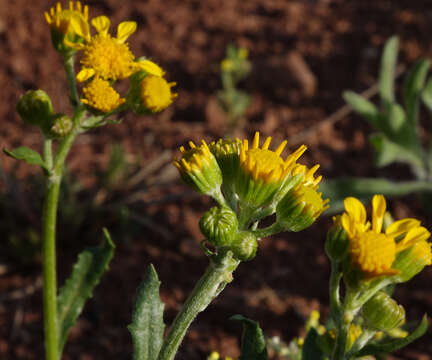 Image of threetooth ragwort