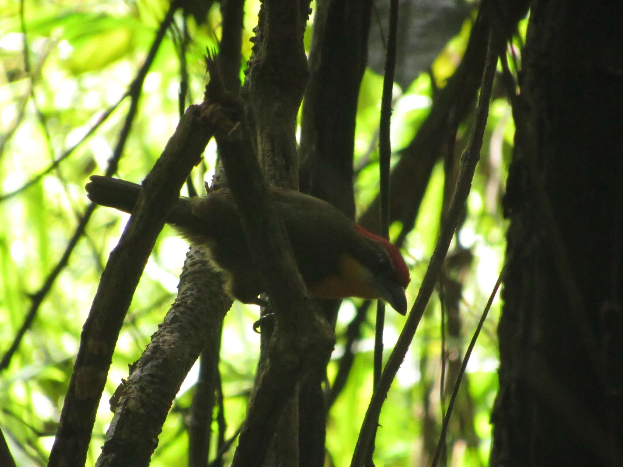 Image of Scarlet-crowned Barbet