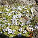 Image of Isotoma rivalis (E. Wimm.) Lammers