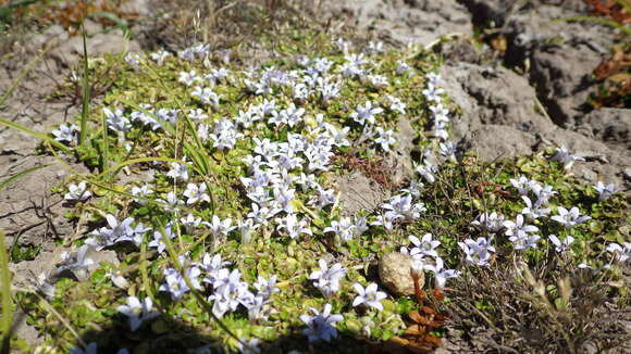 Sivun Isotoma rivalis (E. Wimm.) Lammers kuva