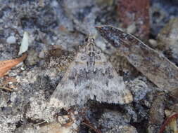 Image of Dichromodes longidens Prout 1910