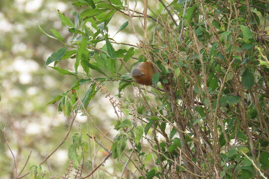 Image of Red-faced Crombec