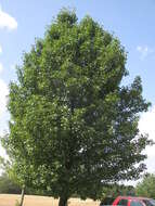 Image of Bradford Pear