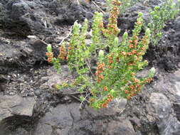 Image of Erica cordata var. cordata