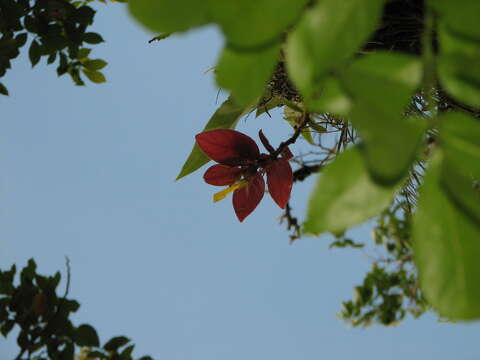 Imagem de Columnea sulfurea Donn. Sm.