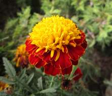 Tagetes erecta L. resmi