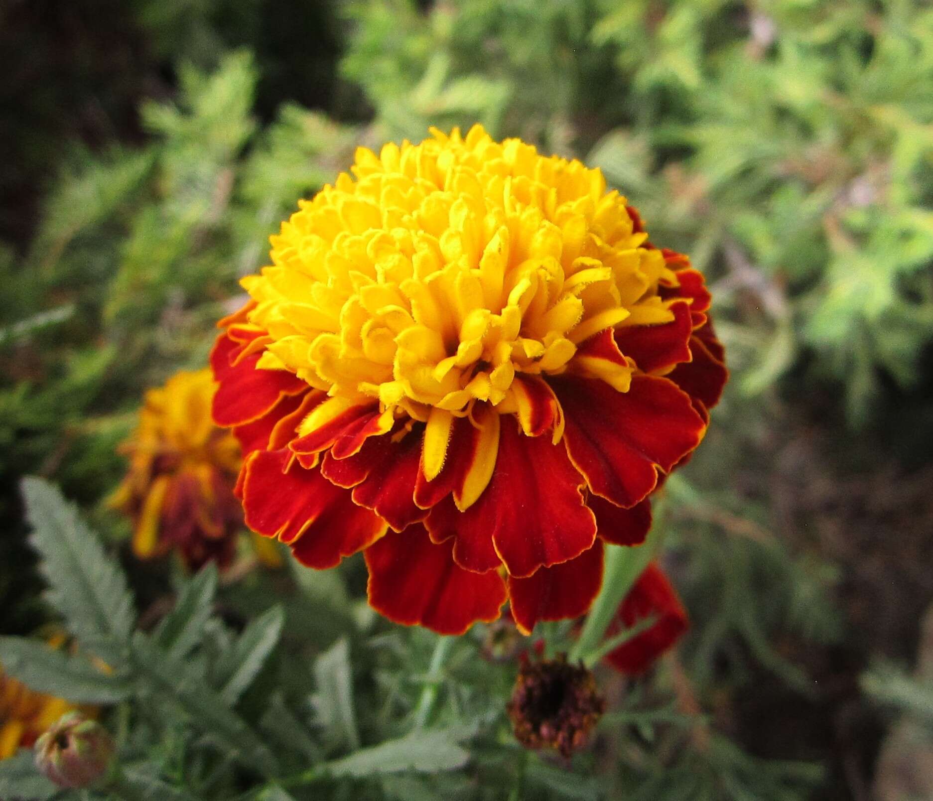 Tagetes erecta L. resmi