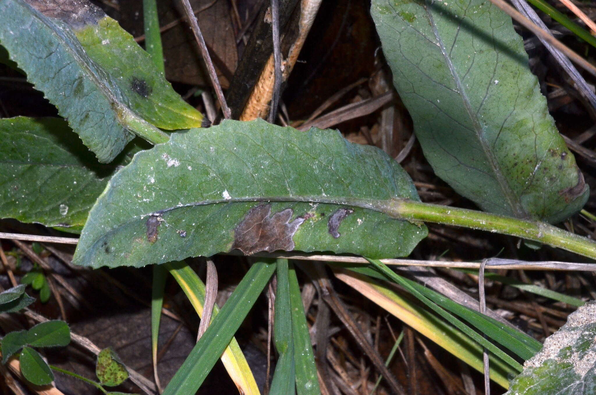 Plancia ëd Senecio banksii Hook. fil.