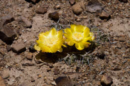 Image of Cumulopuntia rossiana (Heinrich & Backeb.) F. Ritter