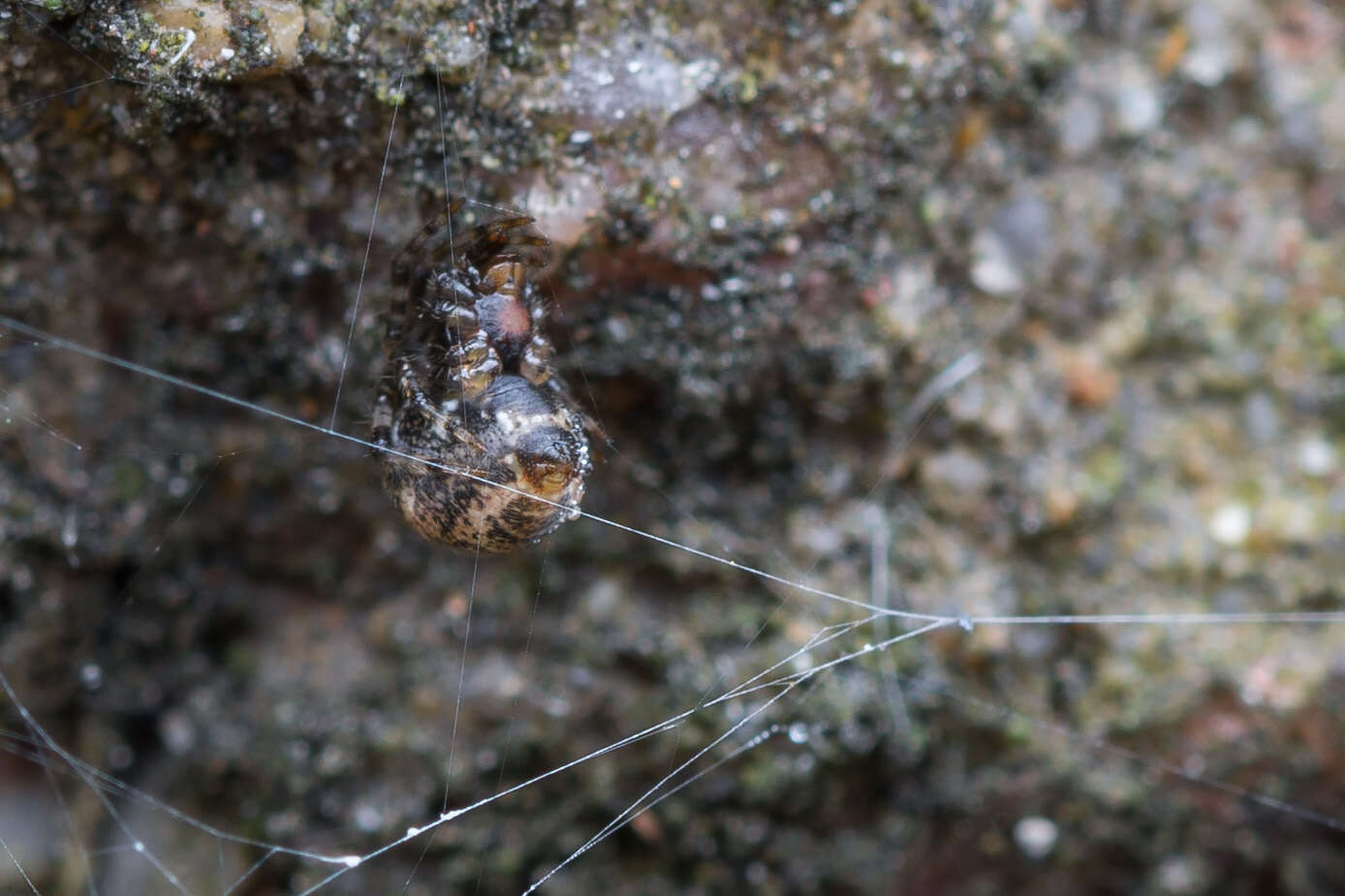 Image of Parasteatoda tabulata (Levi 1980)