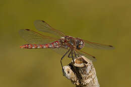 Image of Variegated Meadowhawk