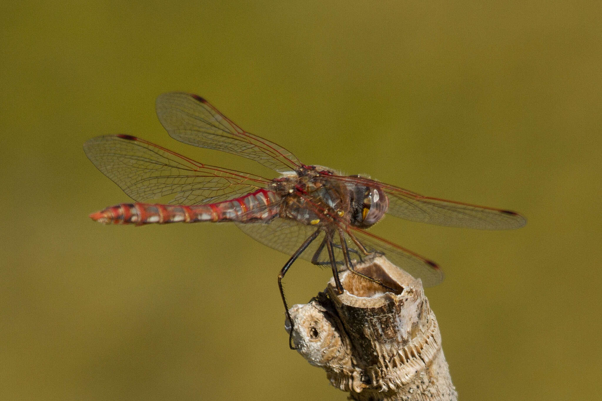 Image of Variegated Meadowhawk