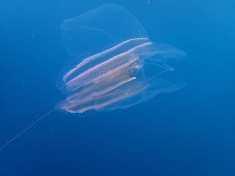 Image of vitreous lobate comb-jelly