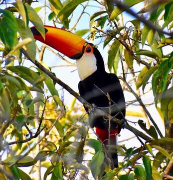 Image of Toco Toucan