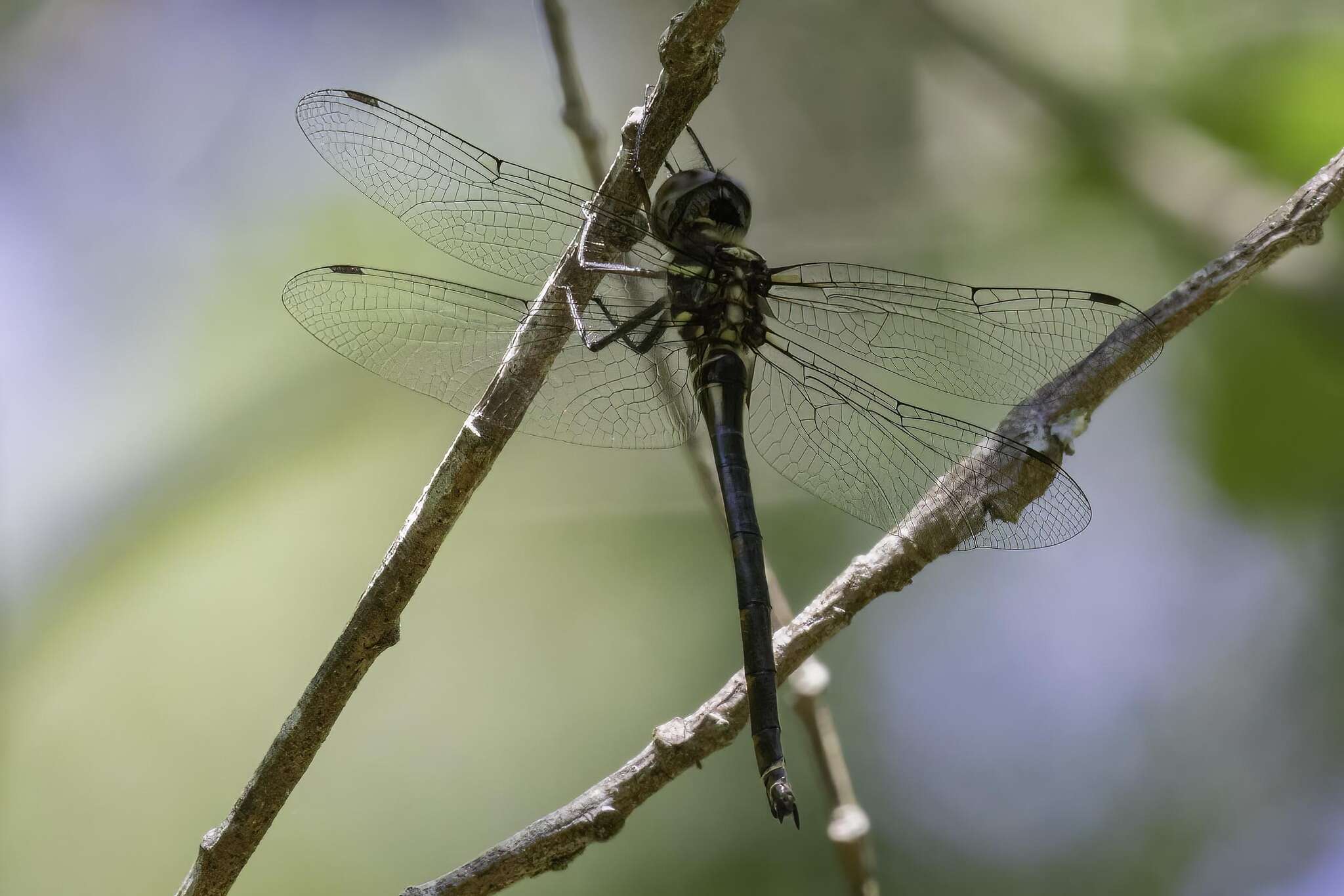 Image of Treetop Emerald