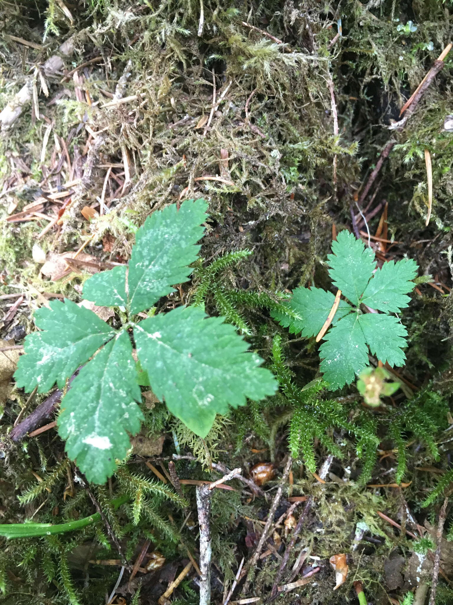 Rubus pedatus Sm. resmi