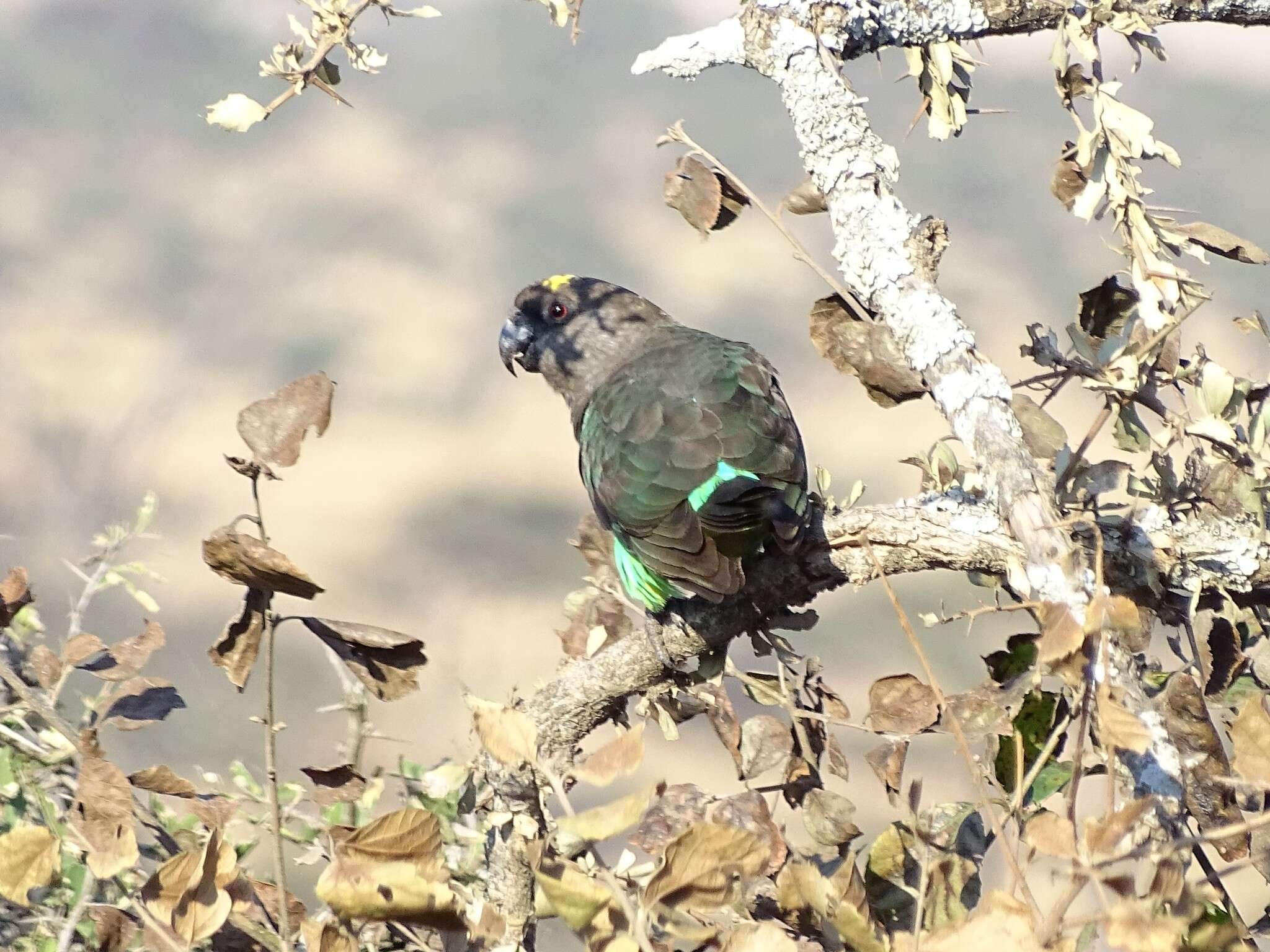 Image of Brown Parrot