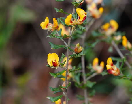 Sivun Pultenaea scabra R. Br. kuva