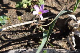 Image of Oxalis livida var. altior T. M. Salter