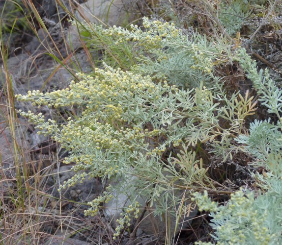 Artemisia thuscula (rights holder: Brbol)