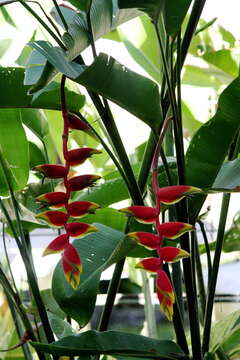 Image of false bird of paradise