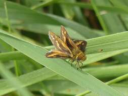 Image of Taractrocera papyria Boisduval 1832