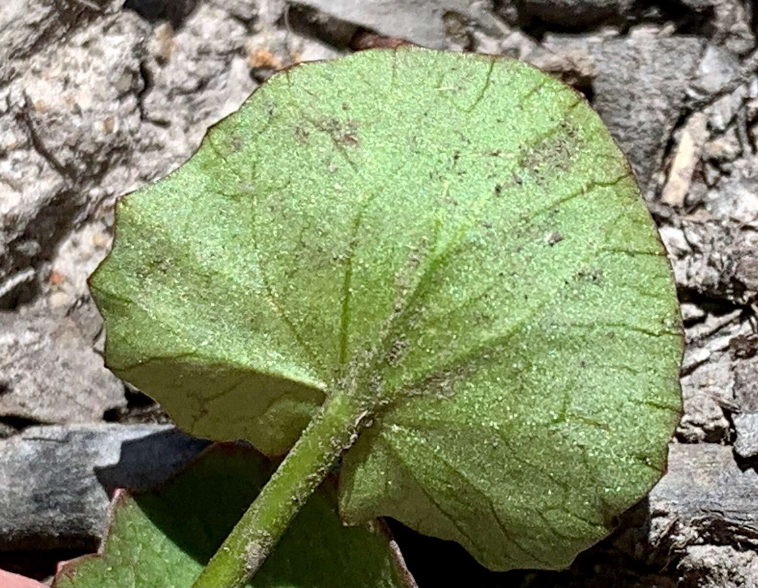 Imagem de Hydrocotyle jacksonii M. Hiroe