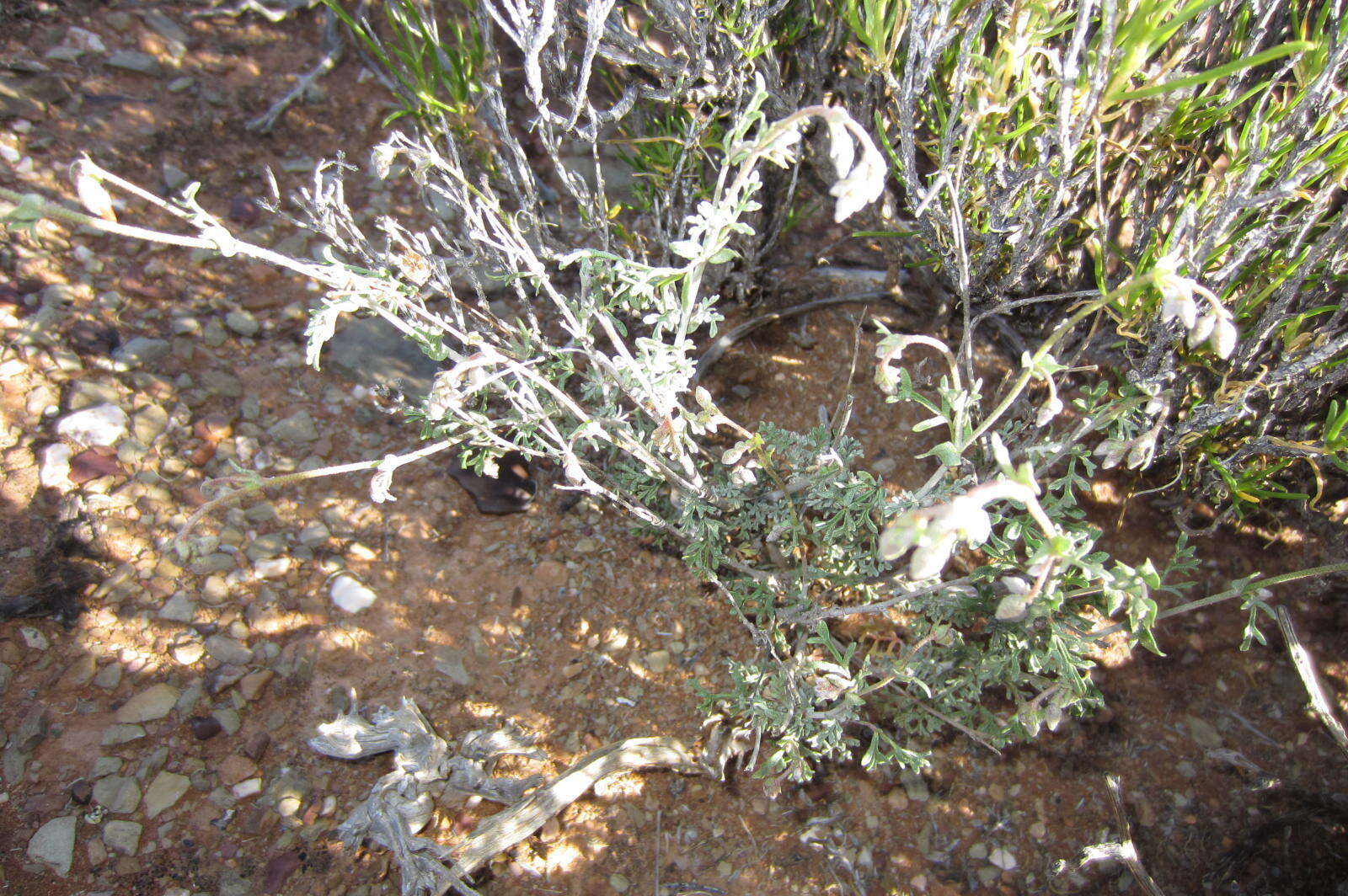 Image of Hermannia pulverata Andr.