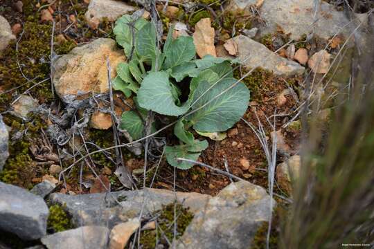 Magydaris panacifolia (Vahl) Lange resmi