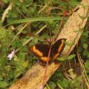 Image of Pedaliodes phaea Hewitson 1861