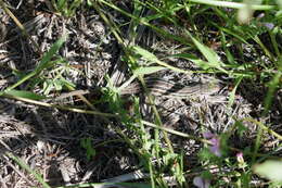 Image of Psammodromus occidentalis Fitze, Gonzalez-jimena, San-jose, San Mauro & Zardoya 2012