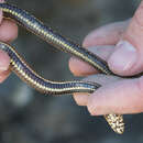 Imagem de Nerodia clarkii clarkii (Baird & Girard 1853)