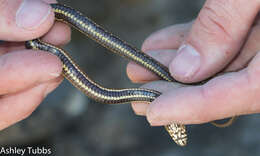 Image of Atlantic Salt Marsh Snake